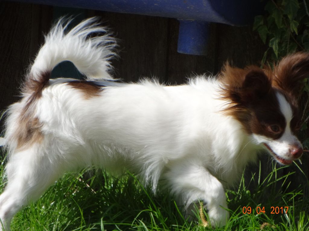 Mirabelle De La Vallée De La Py