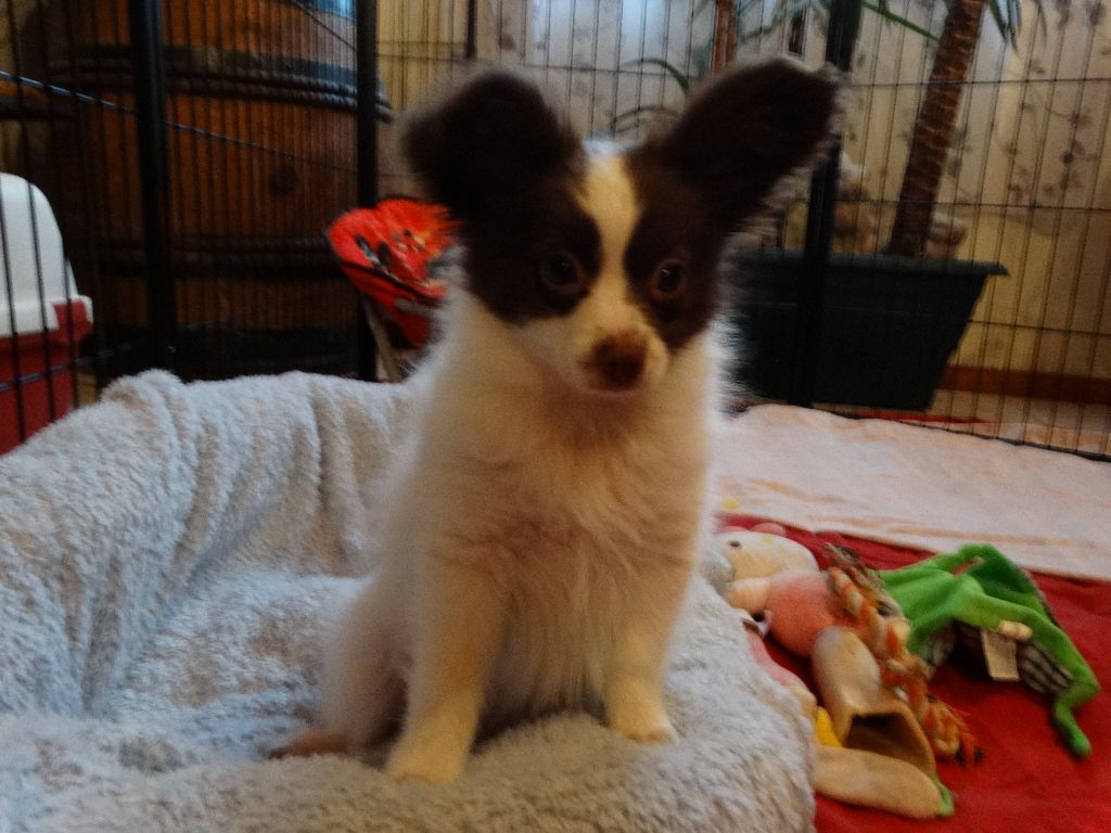 Mirabelle De La Vallée De La Py