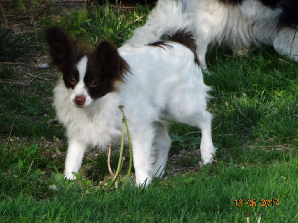 Mirabelle De La Vallée De La Py