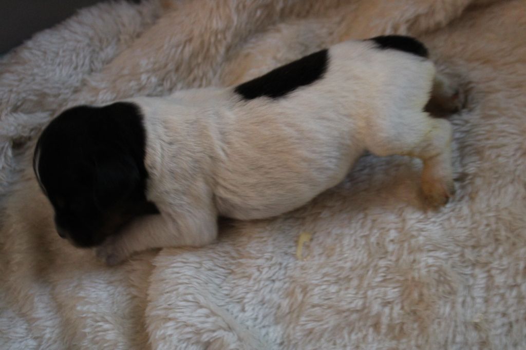 Publication : De La Vallée De La Py