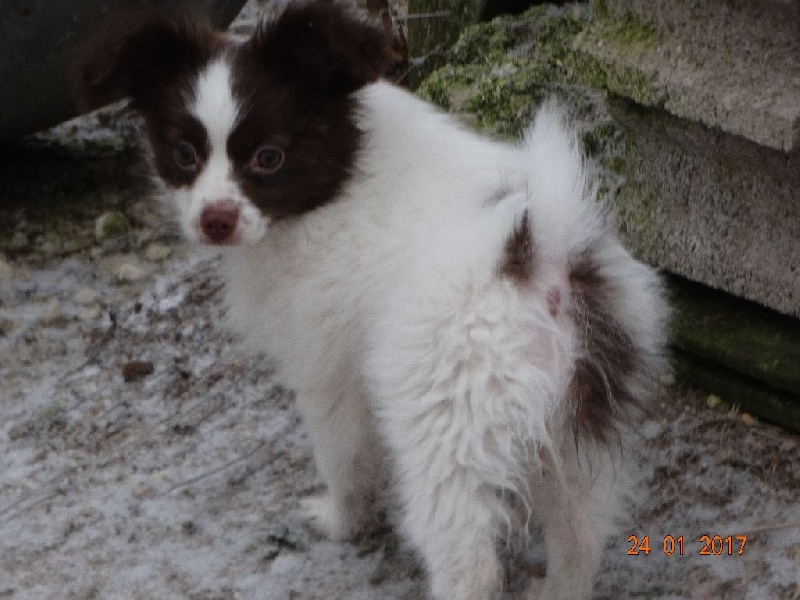 Mirabelle De La Vallée De La Py