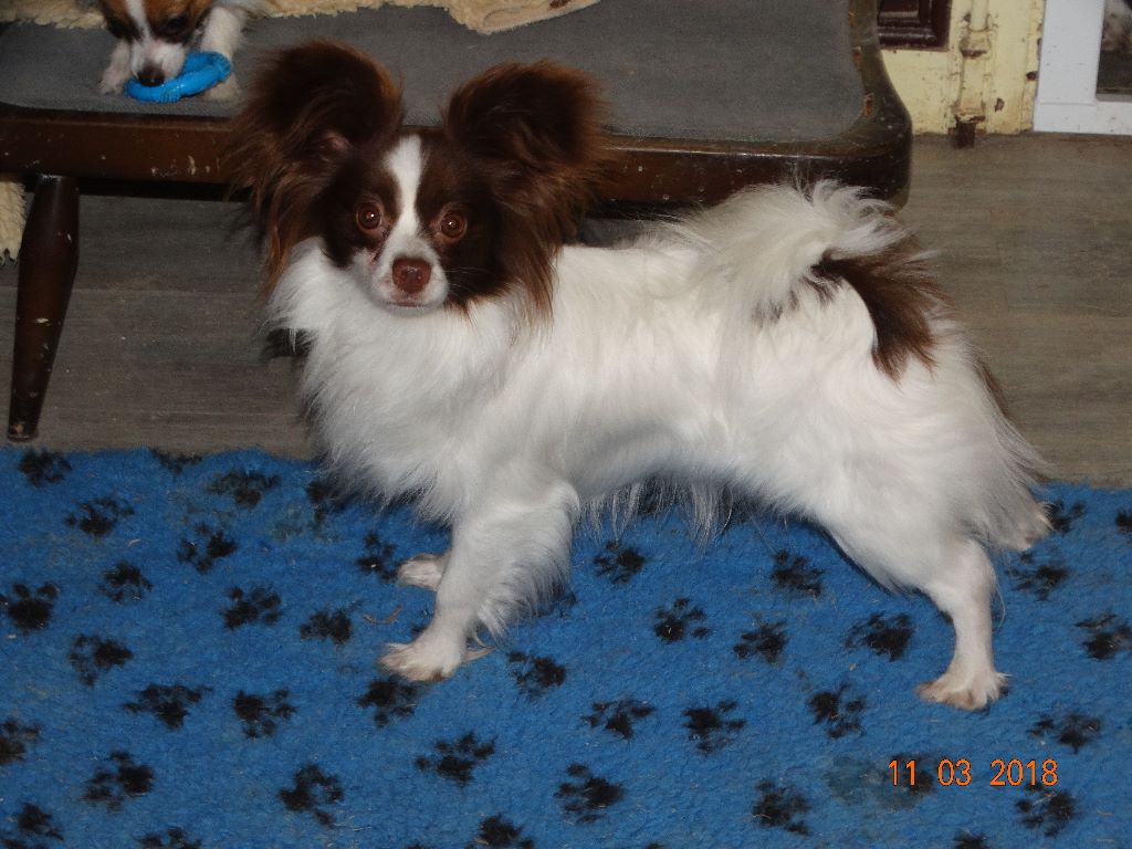 Mirabelle De La Vallée De La Py