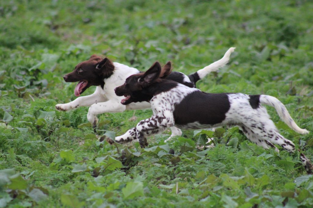Alpha De La Vallée De La Py
