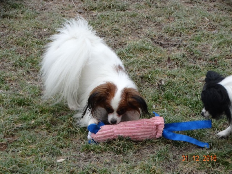 Jepp De La Vallée De La Py