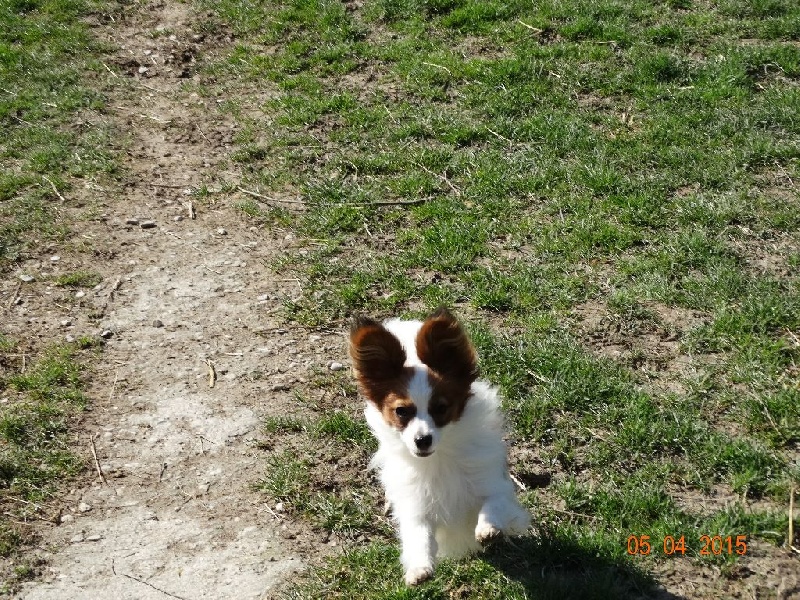 Jepp De La Vallée De La Py