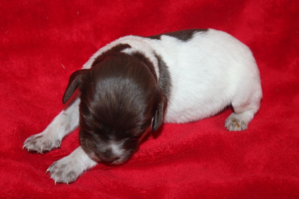 Toto De La Vallée De La Py