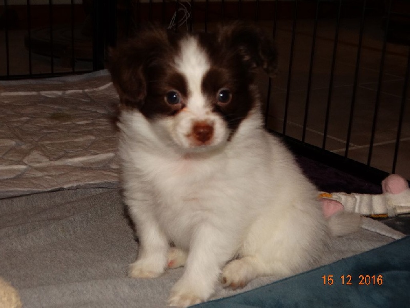 Mirabelle De La Vallée De La Py