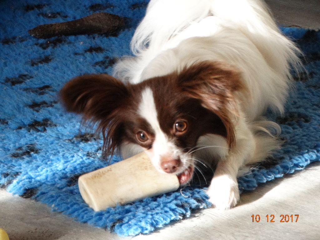 Mirabelle De La Vallée De La Py