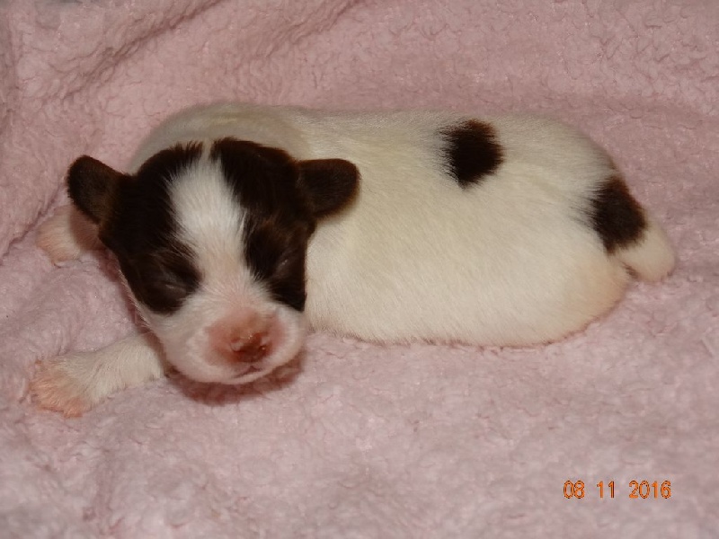 Mirabelle De La Vallée De La Py