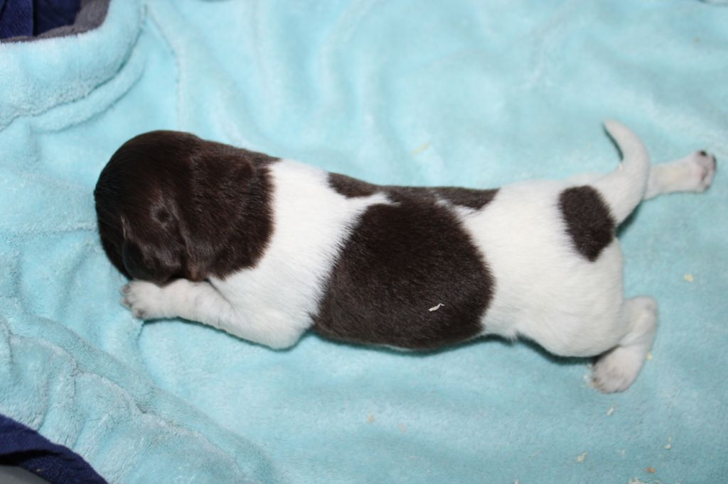 Alpha De La Vallée De La Py