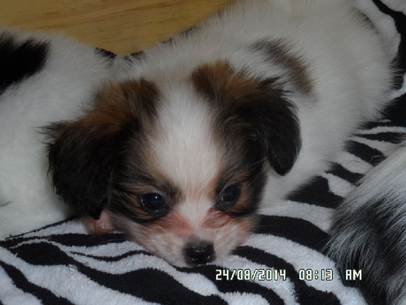 Jepp De La Vallée De La Py