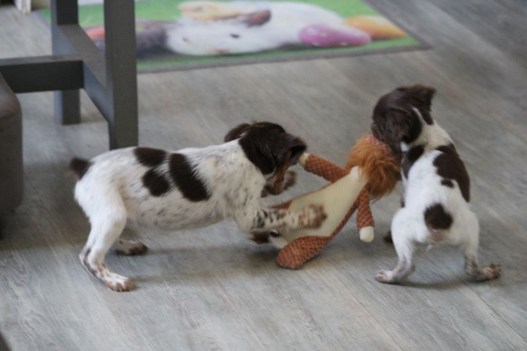 Toto De La Vallée De La Py