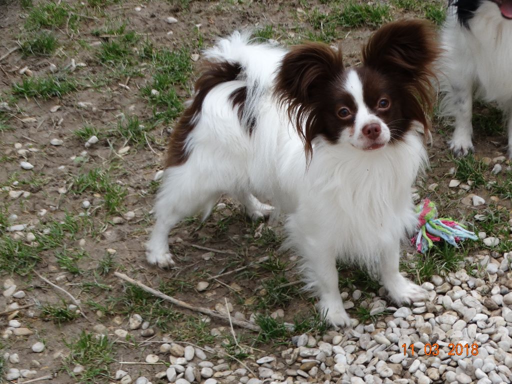 Mirabelle De La Vallée De La Py