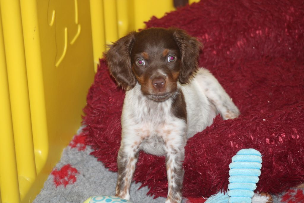 Toto De La Vallée De La Py