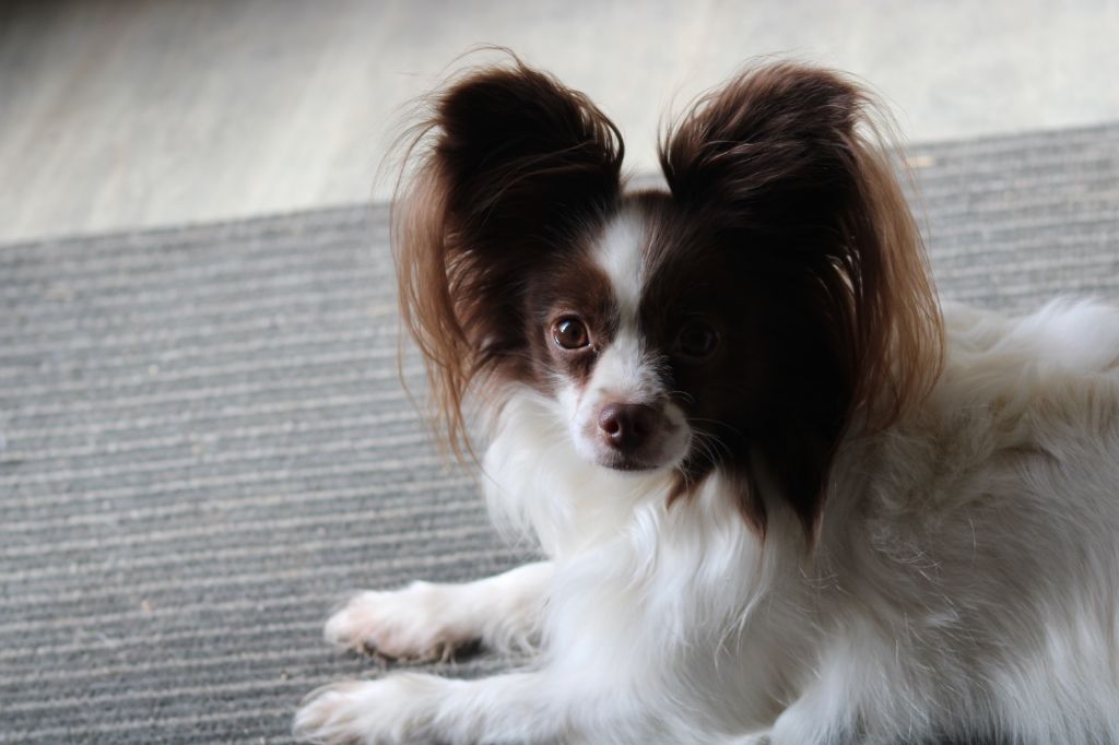 Mirabelle De La Vallée De La Py