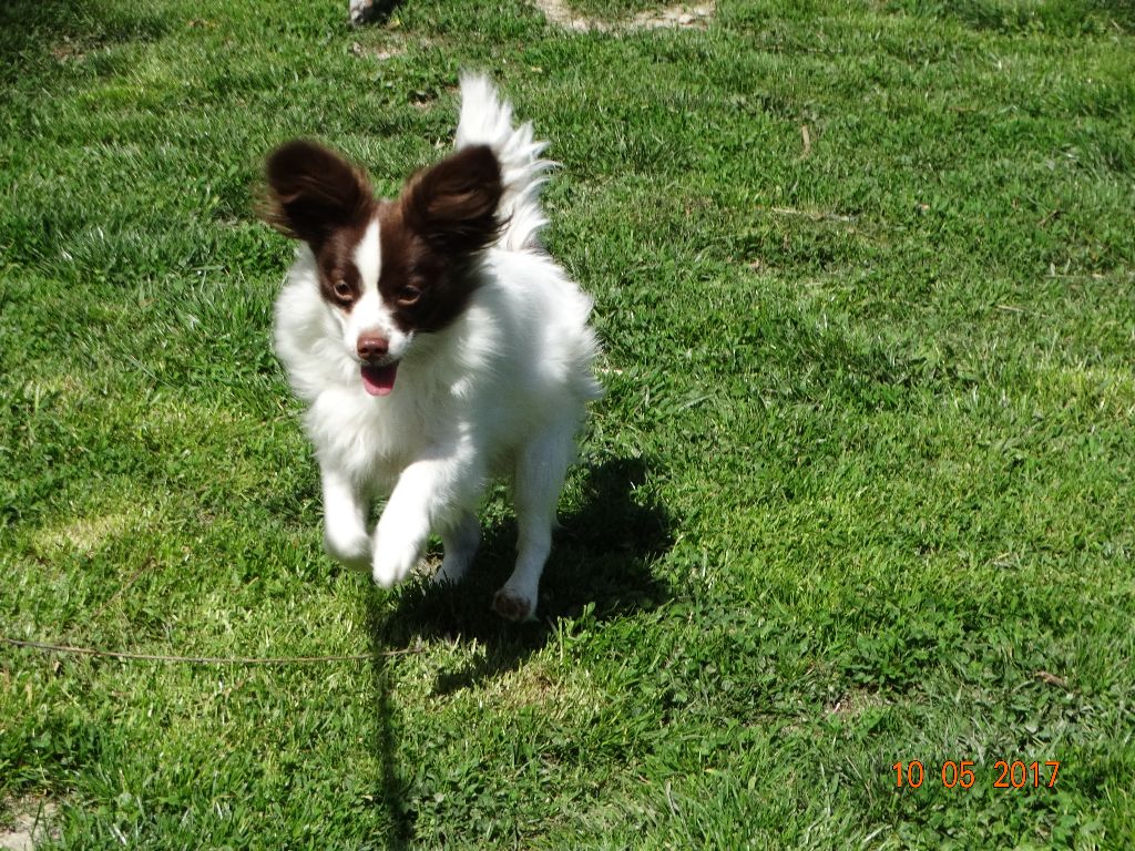 Mirabelle De La Vallée De La Py