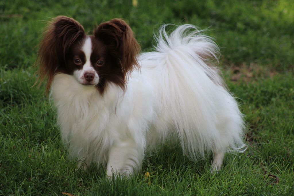 Mirabelle De La Vallée De La Py