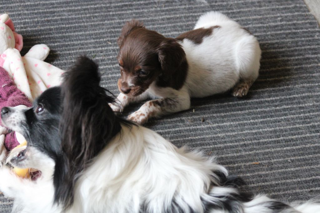 Toto De La Vallée De La Py