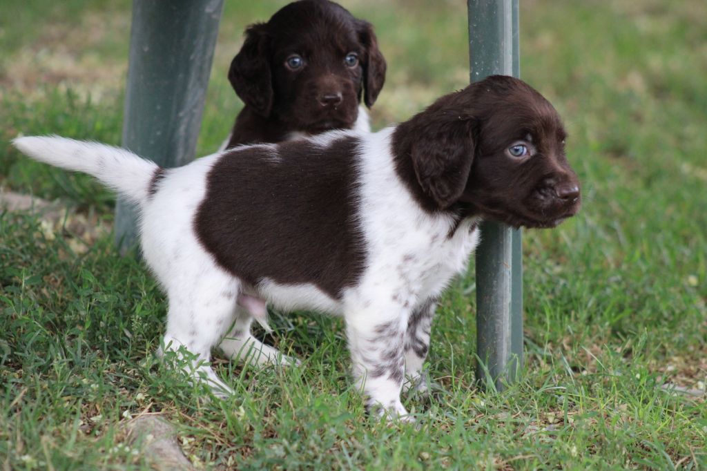 Alpha De La Vallée De La Py