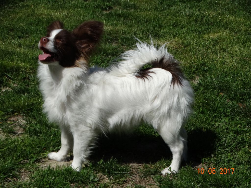 Mirabelle De La Vallée De La Py