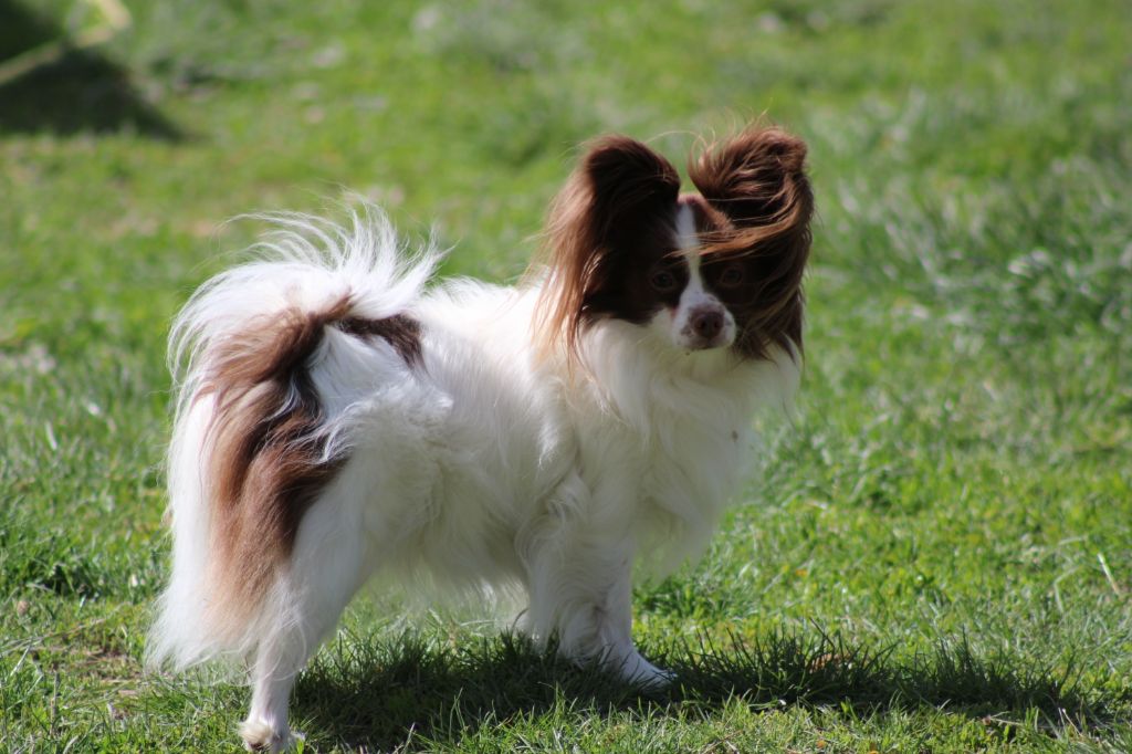Mirabelle De La Vallée De La Py