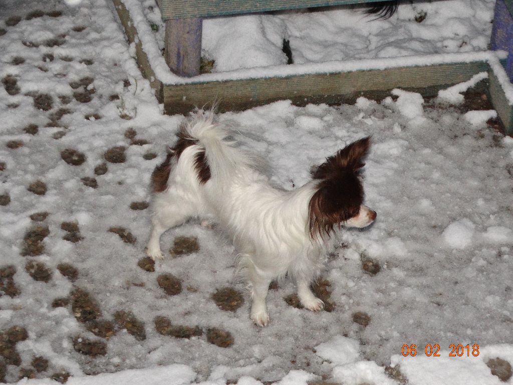 Mirabelle De La Vallée De La Py