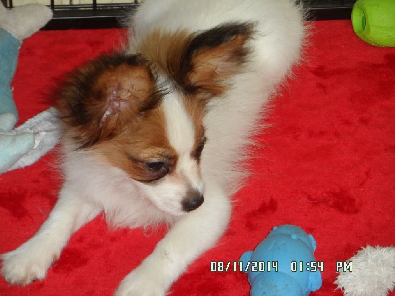 Jepp De La Vallée De La Py