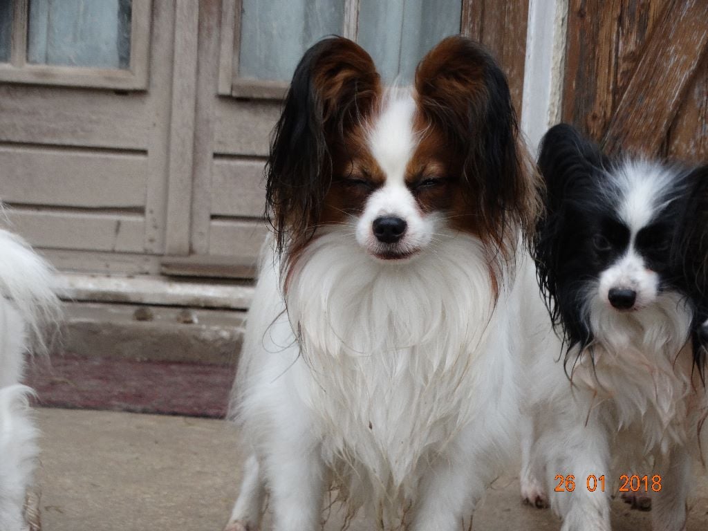 Jepp De La Vallée De La Py