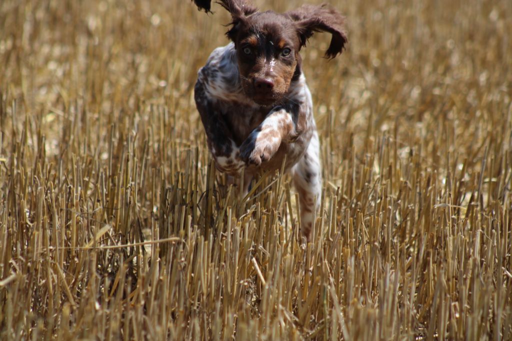 Toto De La Vallée De La Py