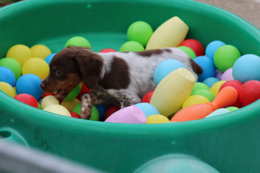 Toto De La Vallée De La Py