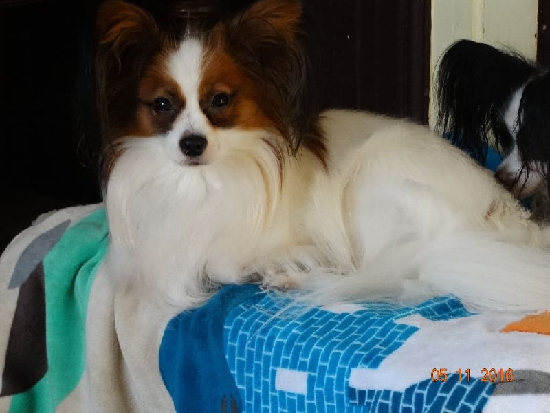 Jepp De La Vallée De La Py