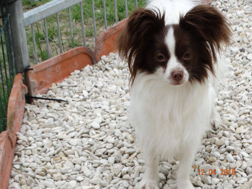 Mirabelle De La Vallée De La Py