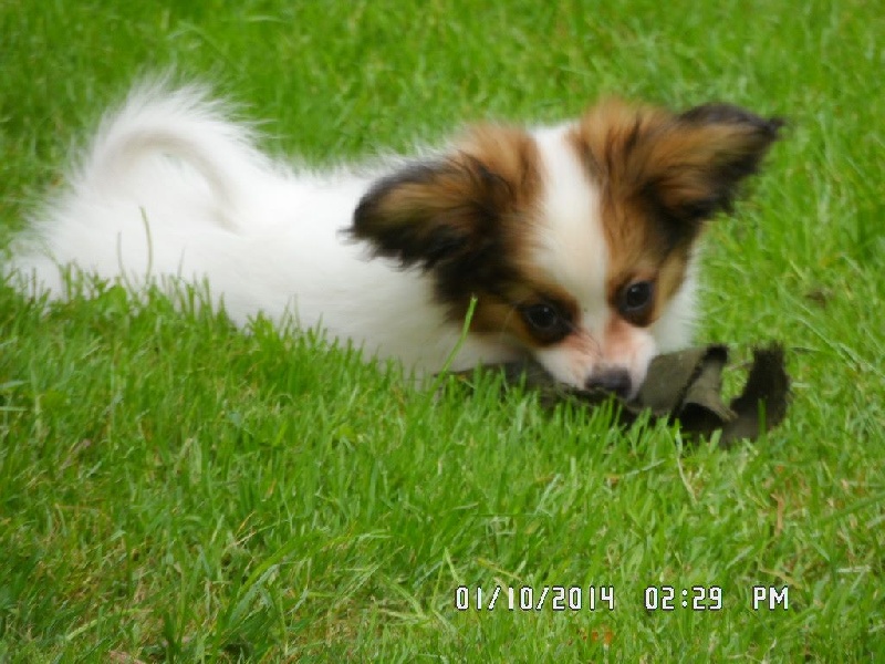 Jepp De La Vallée De La Py