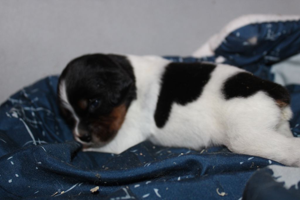 Publication : De La Vallée De La Py