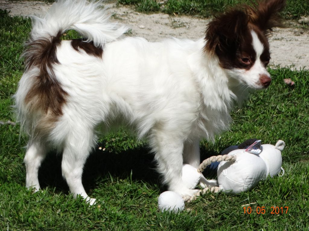 Mirabelle De La Vallée De La Py