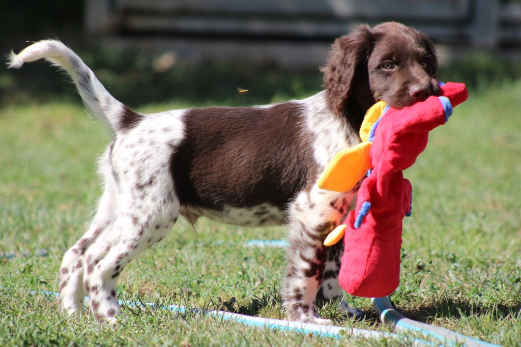 Alpha De La Vallée De La Py
