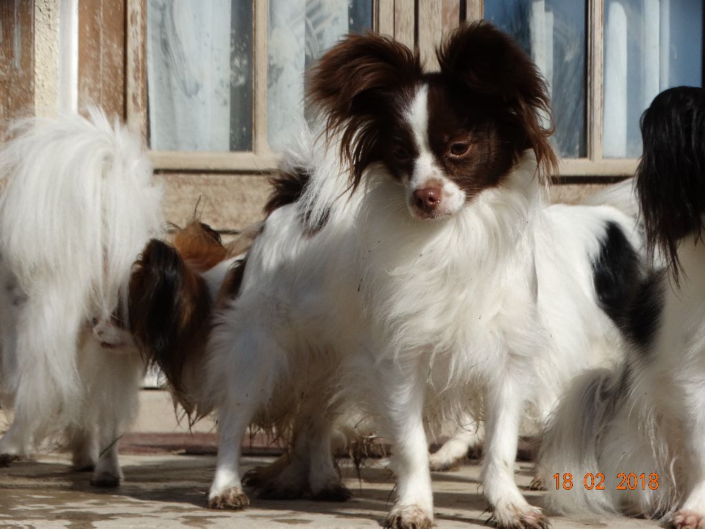 Mirabelle De La Vallée De La Py