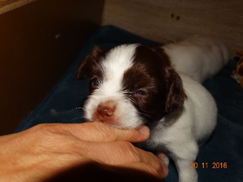 Mirabelle De La Vallée De La Py