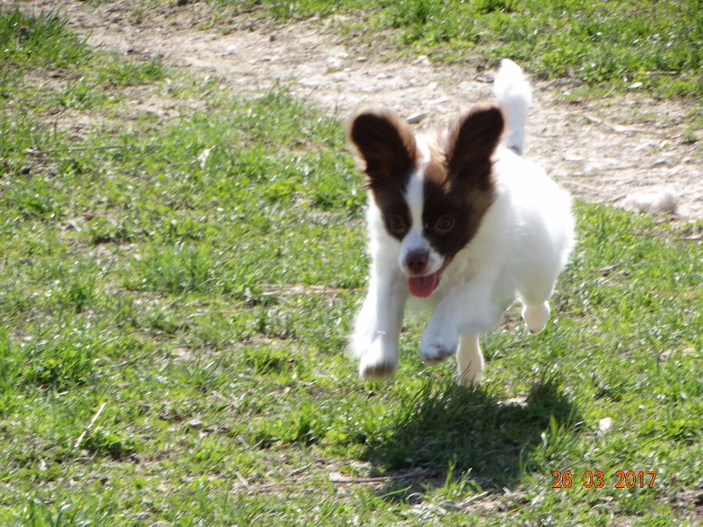 Mirabelle De La Vallée De La Py