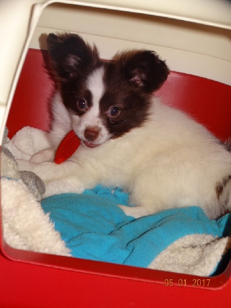 Mirabelle De La Vallée De La Py