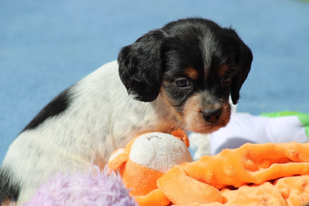 Publication : De La Vallée De La Py