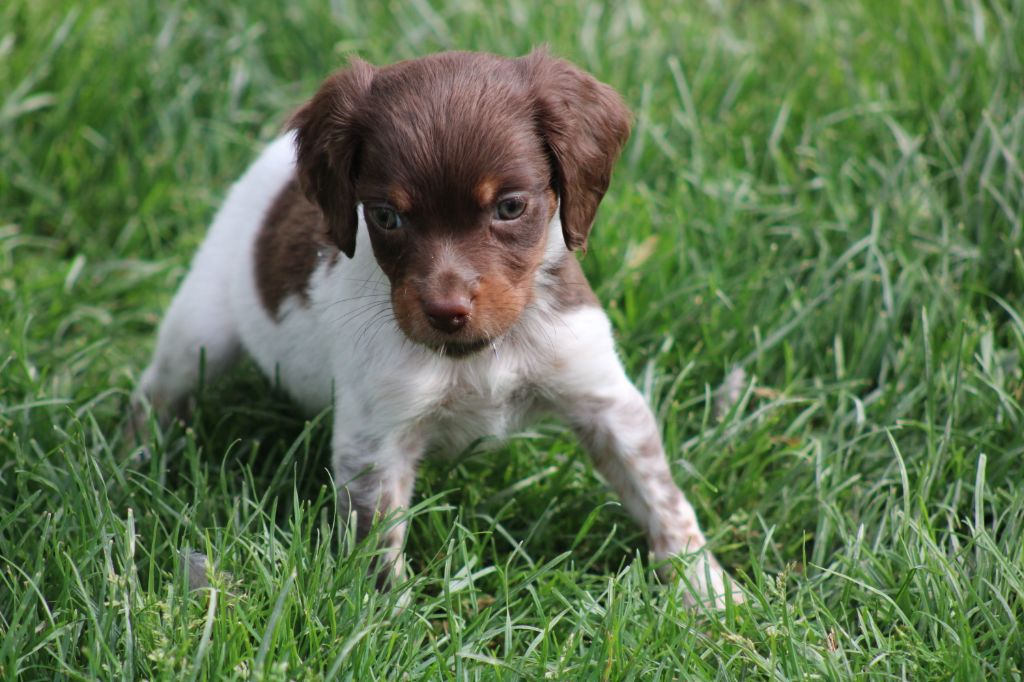 Toto De La Vallée De La Py