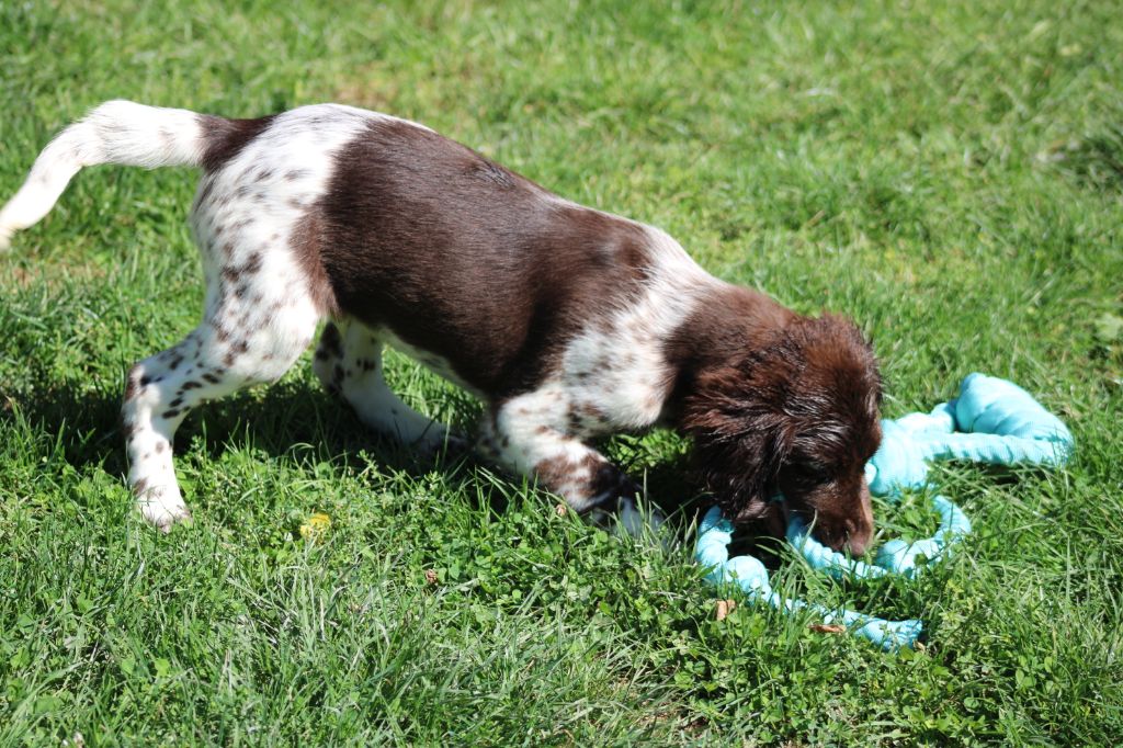 Alpha De La Vallée De La Py