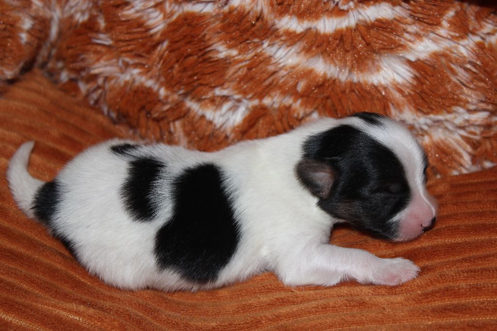 Ricky De La Vallée De La Py