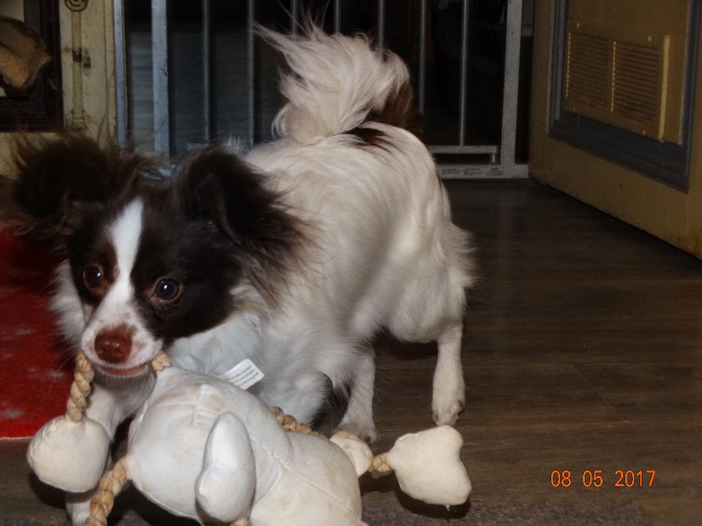 Mirabelle De La Vallée De La Py