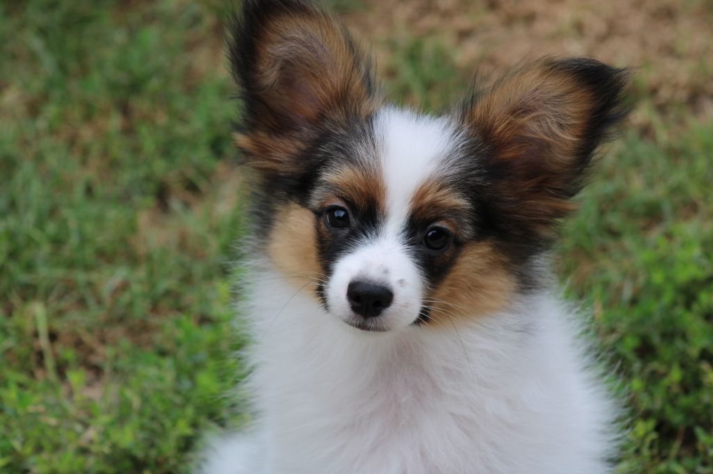 Ricky De La Vallée De La Py