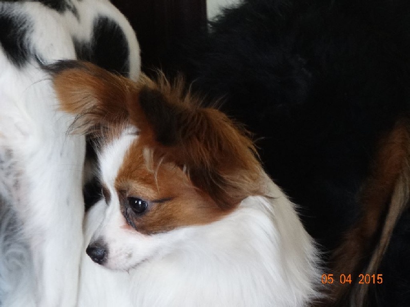 Jepp De La Vallée De La Py