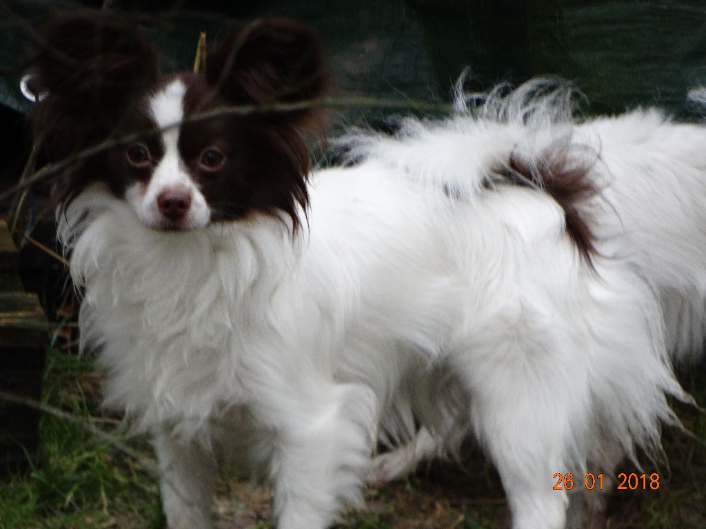 Mirabelle De La Vallée De La Py