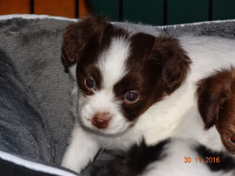 Mirabelle De La Vallée De La Py