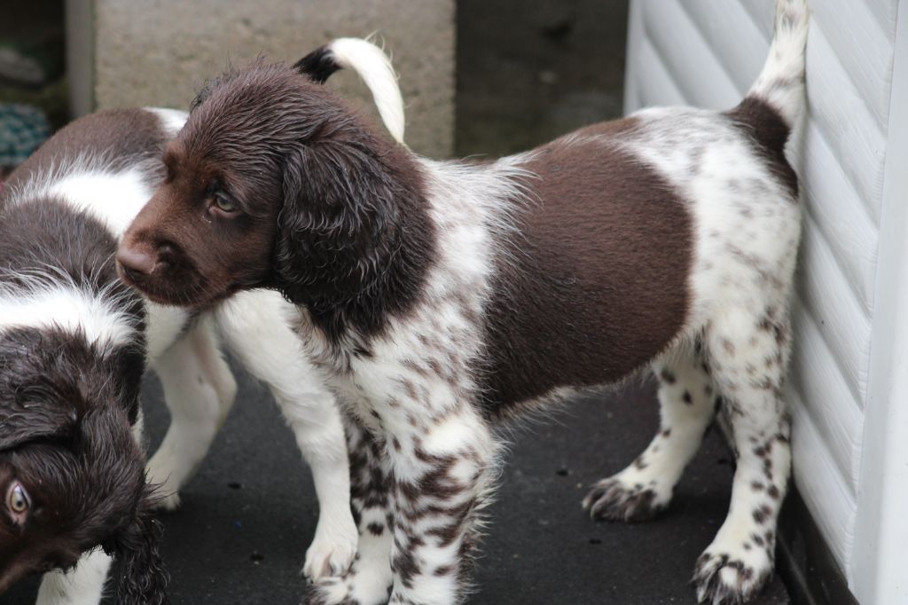 Alpha De La Vallée De La Py